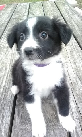 English Shepherd puppies