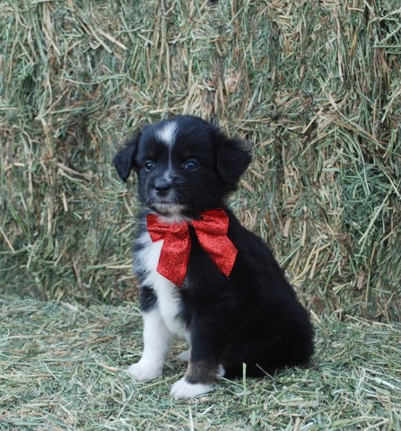 Absolutely Adorable Mini  Australian Shepherd Puppies!