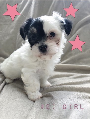Morkie puppy for sale + 55226