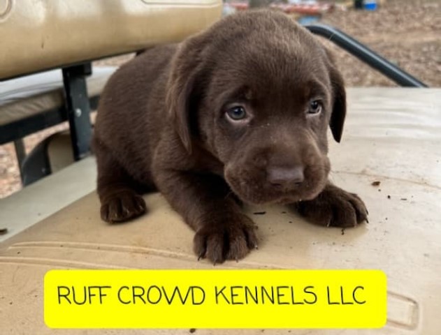 Labrador Retriever puppy for sale + 63268