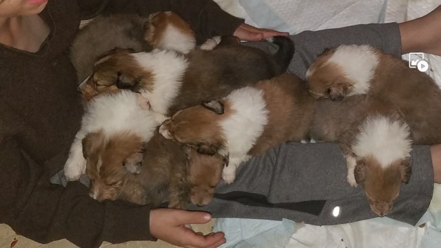 AKC Collie puppies