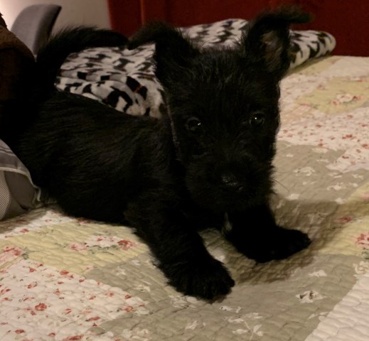 Scottish Terrier puppy for sale + 56814