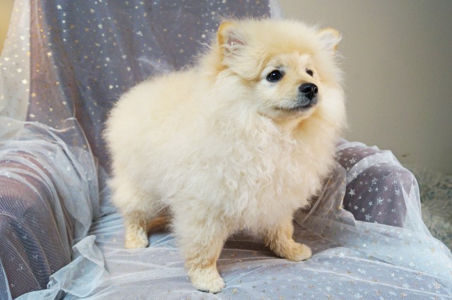 Pomeranian puppy for sale + 64535