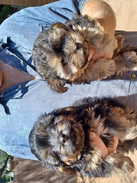 Havanese/poo puppies 9 weeks old black/tan