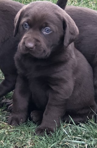 AKC Registered Lab Puppies