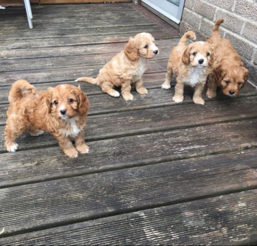 Poodle Toy puppy for sale + 63262