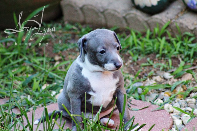 Italian Greyhound puppy for sale + 49504