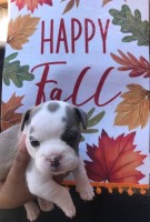 Exotic Microbully English Bulldog for sale/adoption