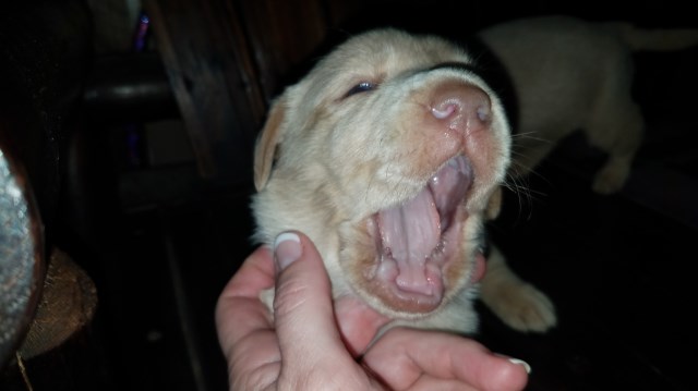 Labrador Retriever puppy for sale + 55151
