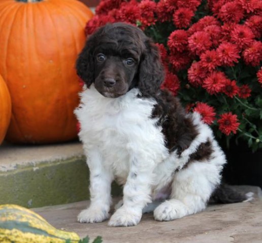 Poodle Standard puppy for sale + 47603
