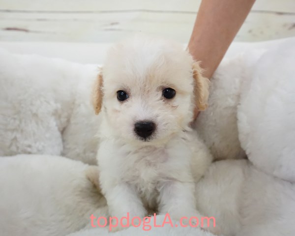 Maltipoo puppy for sale + 53508