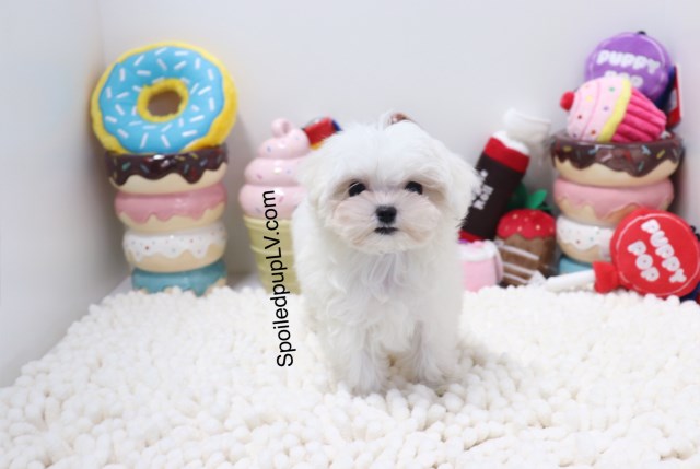 Maltese - Chloe - Female