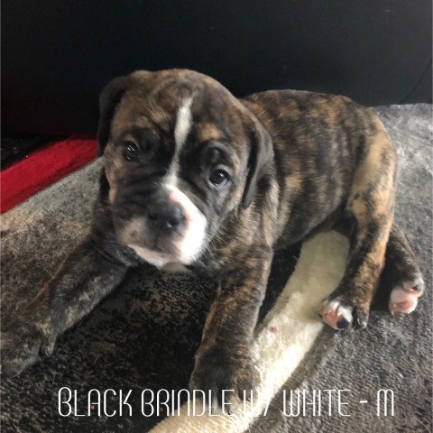 English Bulldog puppy for sale + 62238