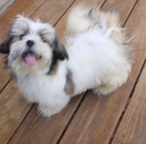Yorkshire Terrier puppy for sale + 66508