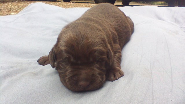 AKC Male English Chocolate Lab Silver Carrier