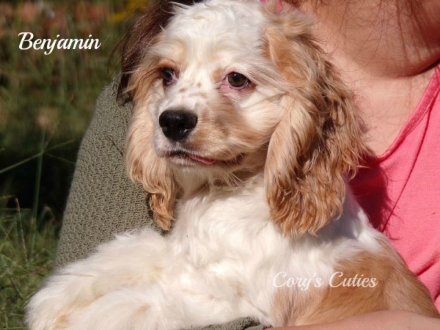 American Cocker Spaniel puppy for sale + 53857