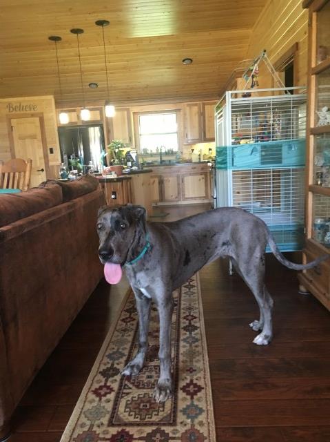 Great Dane /neutered/8 month old