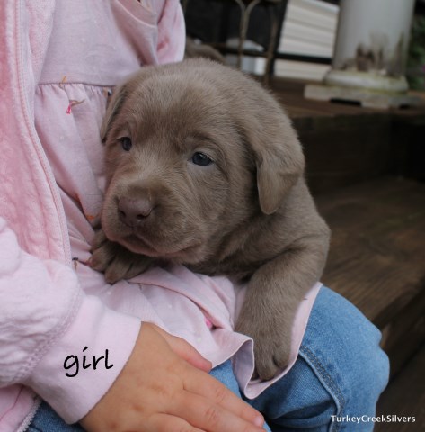 Labrador Retriever puppy for sale + 50882