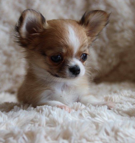 Chihuahua puppy for sale + 53109