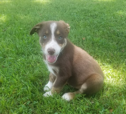 Border Collie puppy for sale + 50014
