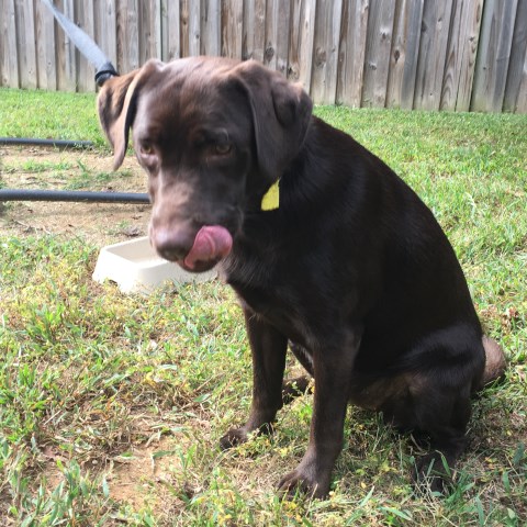 Cute Chocolate lab puppy