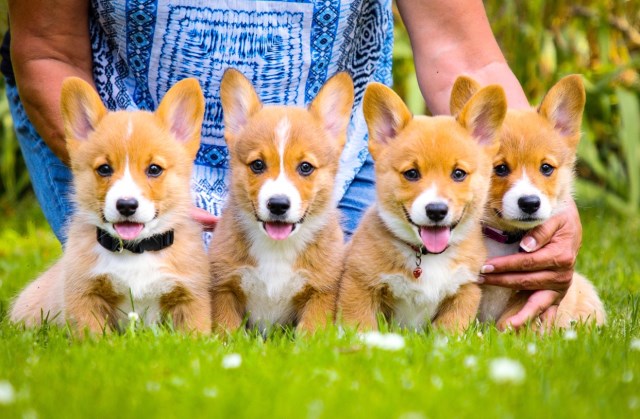 Pembroke Welsh Corgi puppy for sale + 58084