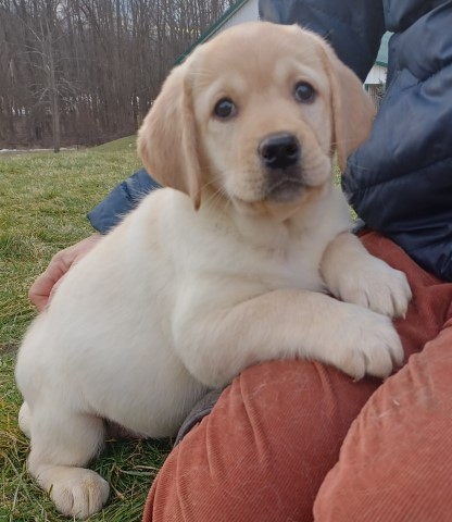 English Labrador Retrievers - Trained Ready May 2023!