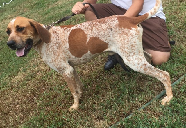 English Coonhound For Sale
