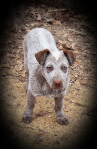 Australian Cattle Dog puppy for sale + 61190