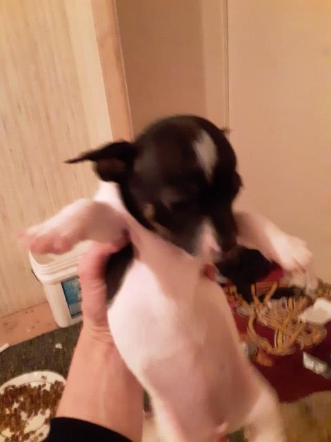 Chihuahua puppy for sale + 54471