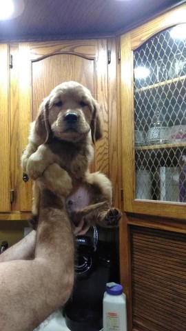 Golden Retriever puppy for sale + 54974