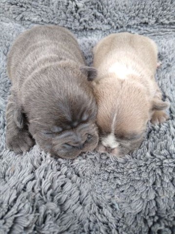 Beautiful Blue French Bulldogs for Sale!