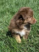 Small mini Aussies Miniature Australian Shepherd for sale/adoption