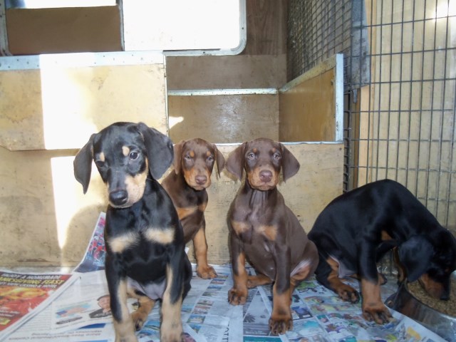 Doberman Pups, AKC Papers, Red or Black Females, Blue or Black Males, ready to go