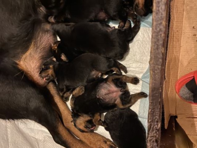 Rottweiler puppy for sale + 62548