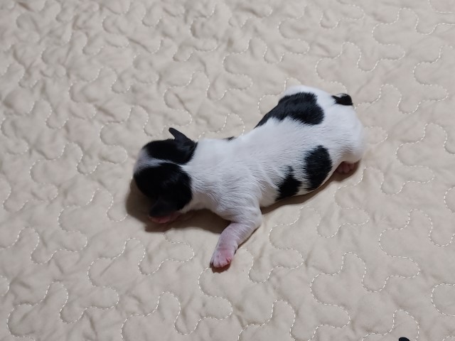 Cavalier King Charles/Shih Tzu Poodle puppies