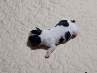 Cavalier King Charles Spaniel thumbnail