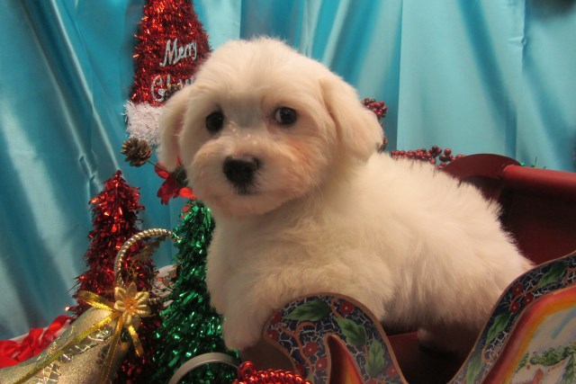 Havanese puppy for sale + 47384