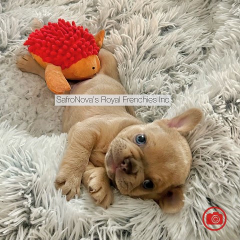 European Descent French Bulldog Puppies