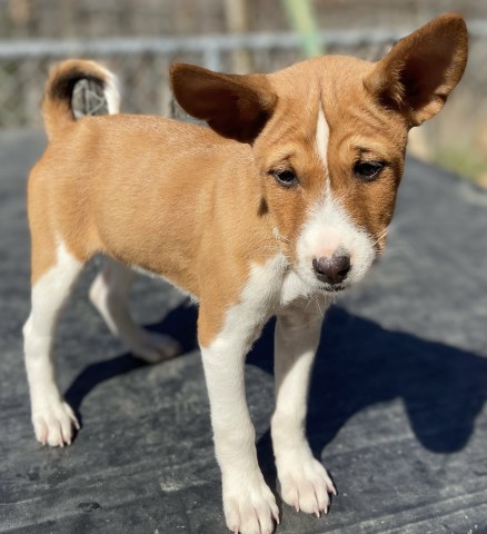 AKC Registered Basenji Puppies