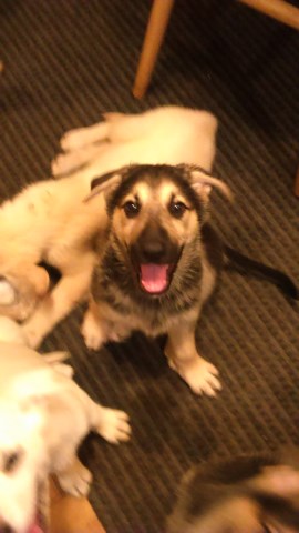 puppies german shepherd dutch dog