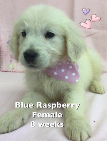 White Golden Retriever Puppies