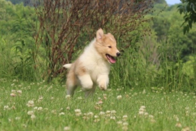 Collie puppy for sale + 67161