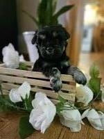 Miniature schnauzers Miniature Schnauzer for sale/adoption