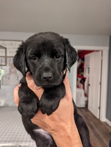 Labrador Retriever puppy for sale + 65143