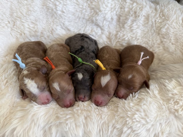 Bernese Mountain Dog puppy for sale + 66889