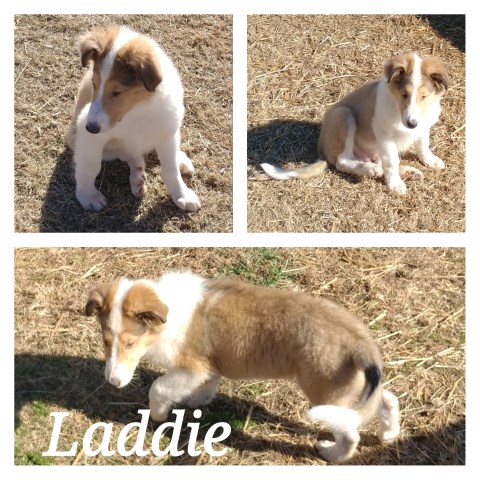 Collie puppy for sale + 59371