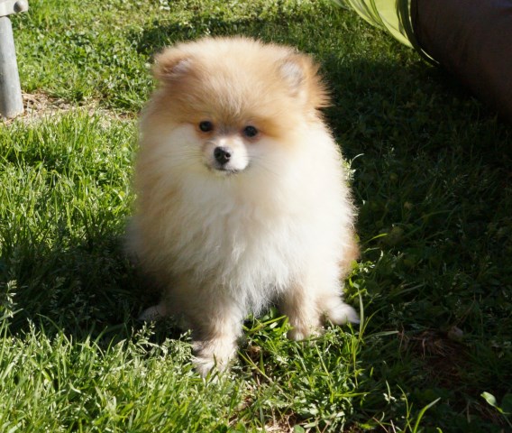 Pomeranian puppy for sale + 52027