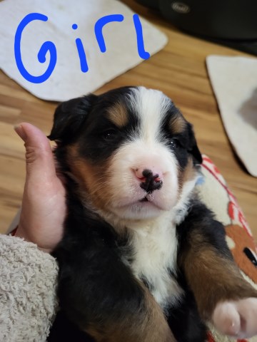 Bernese Mountain Dog puppy for sale + 66445