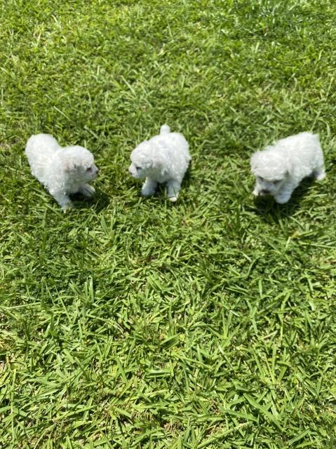 Bichon Frise puppy for sale + 64260